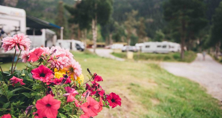 Blomster og camping på Velemoen Camping