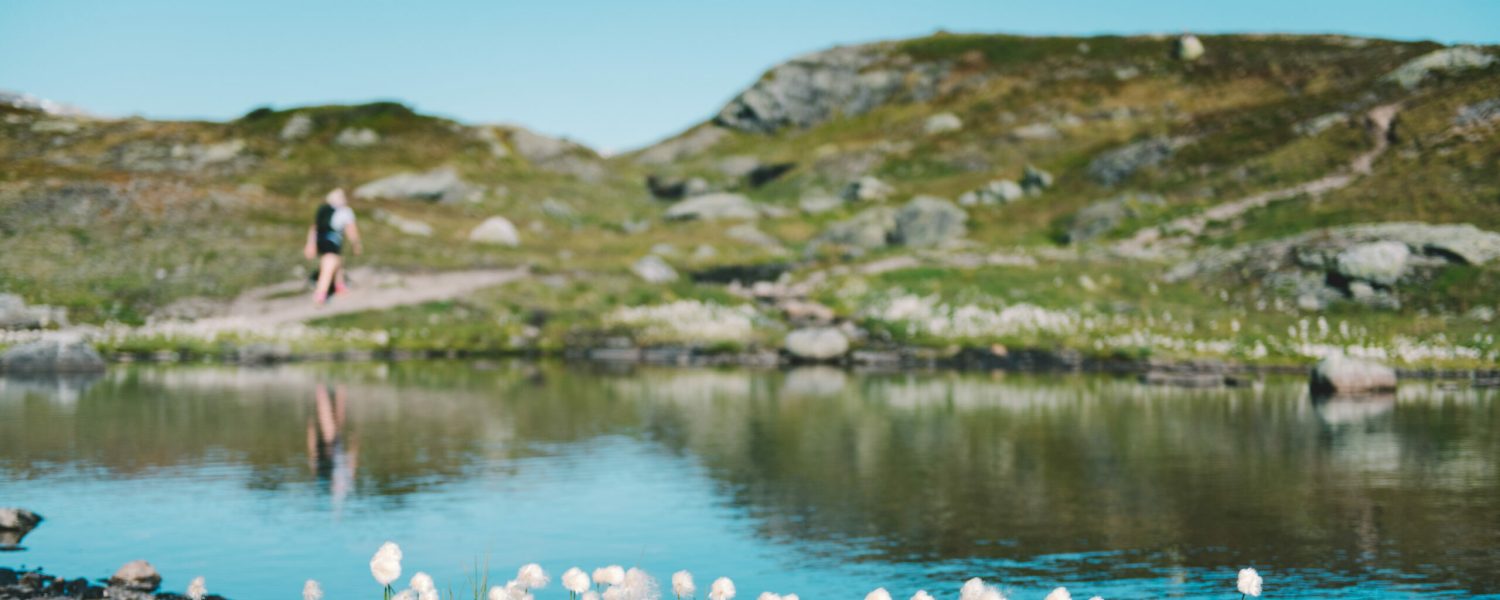 sommar, haukelifjell, hardangervidda