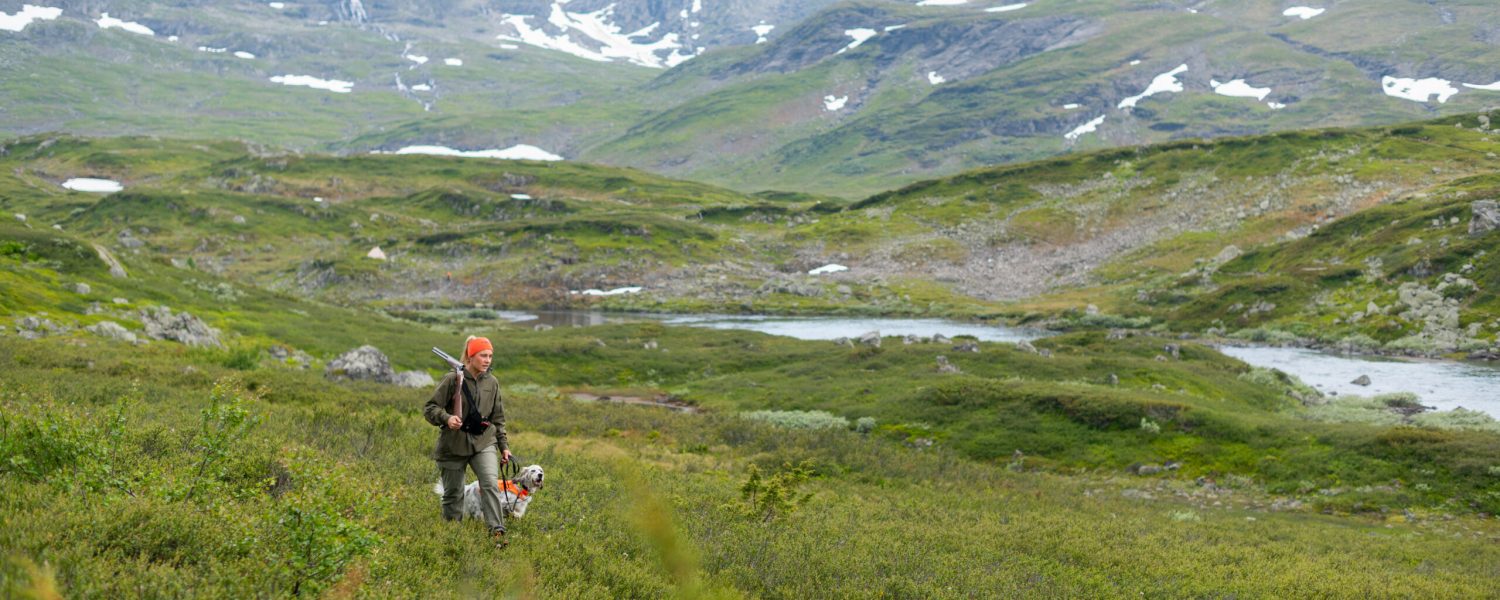 Jeger med irsk setter på fuglejakt