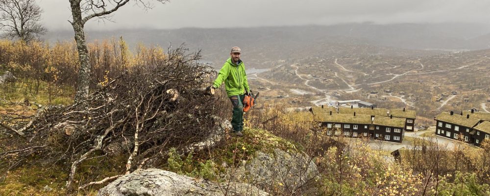 Skogrydding ovenfor åsehallet