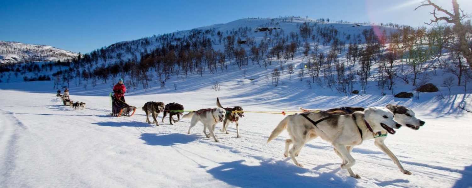 Haukeli husky
